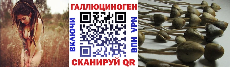 Галлюциногенные грибы мицелий  цена   omg вход  Дальнегорск 